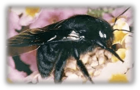 Black Carpenter Bee