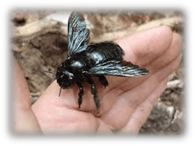 Black Carpenter Bee