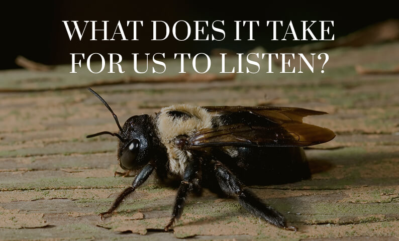 Carpenter Bee Blog Cover